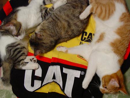 cat